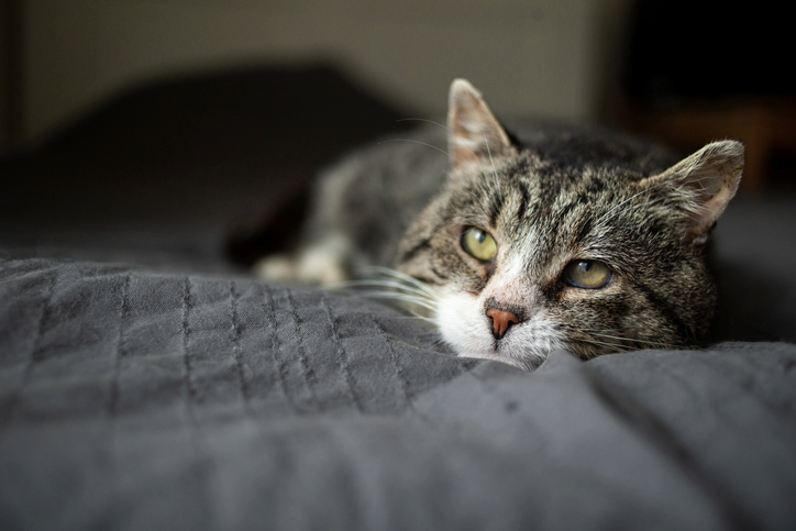 kat voer advies welkoop